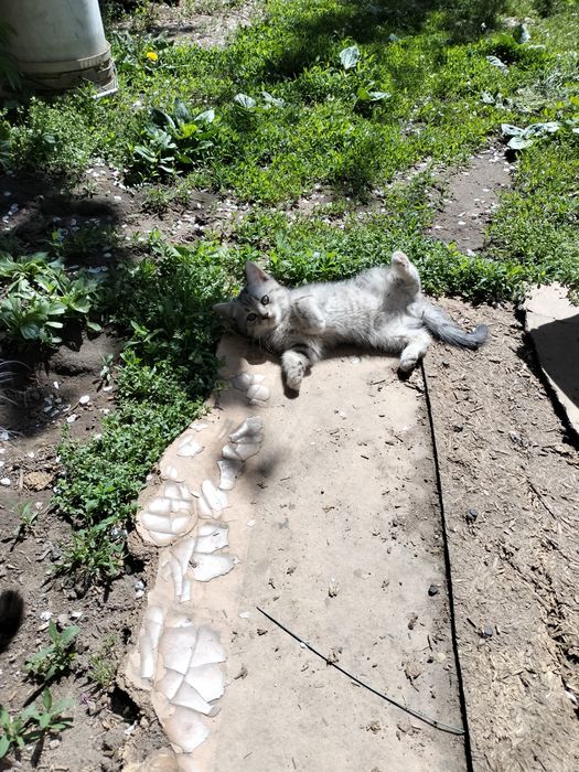 Скоттиш Страйт котенок