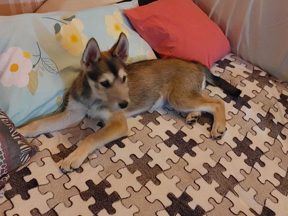 Капоне търси дом