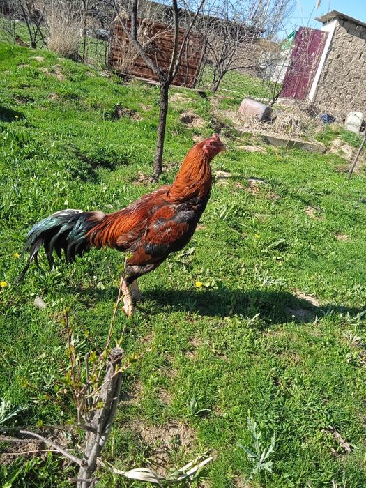 Бабақ қораз сатылады