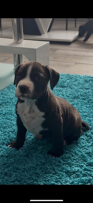 Amstaff mascul cu piept alb