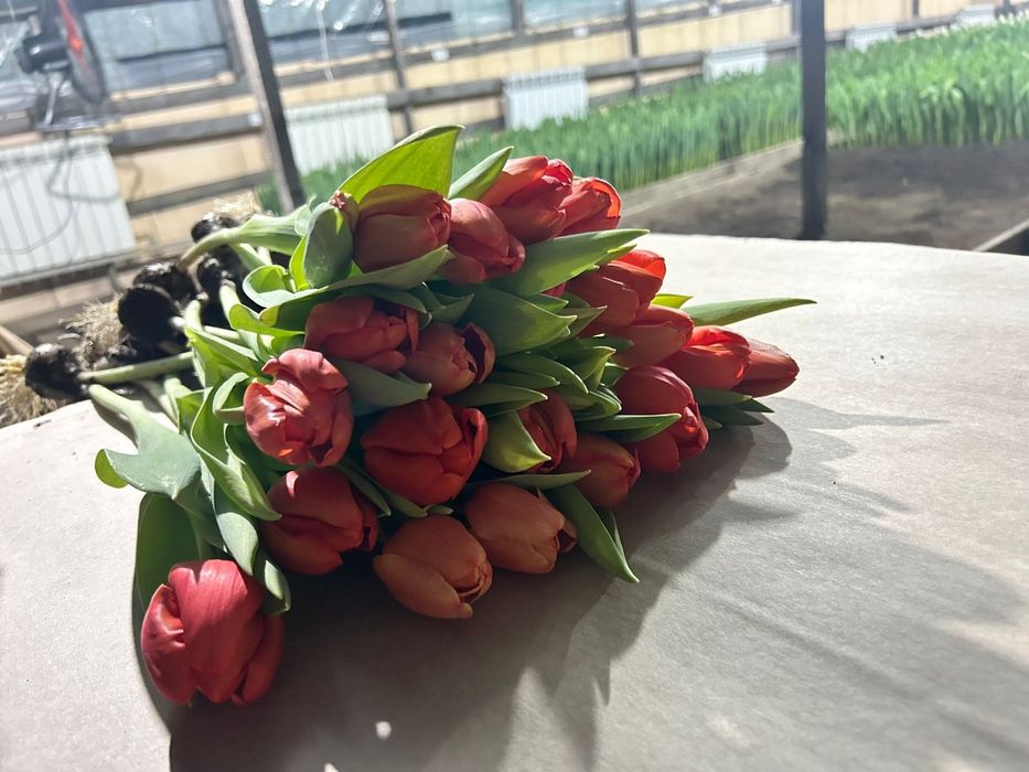 Тюльпаны оптом и в роз
