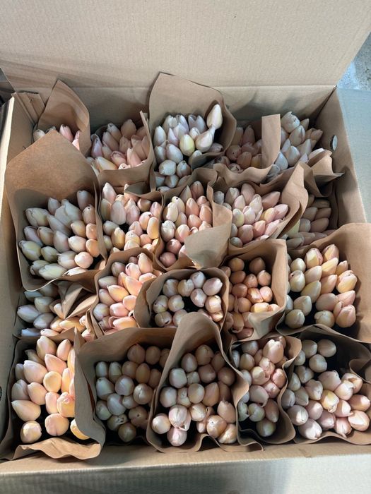 Тюльпаны к 8 Марта