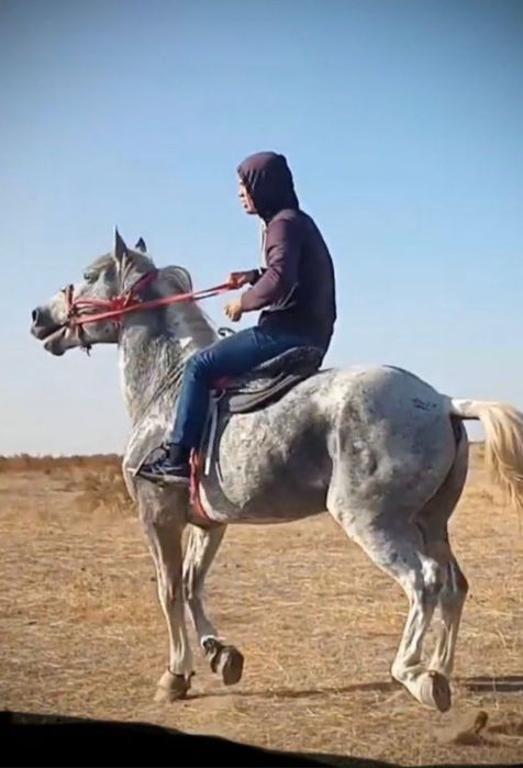 Семіз Айғыр сатылады жуас мінгі