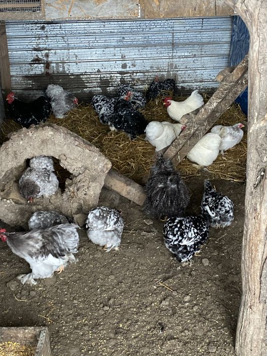 vând conchinchina pitic bobat