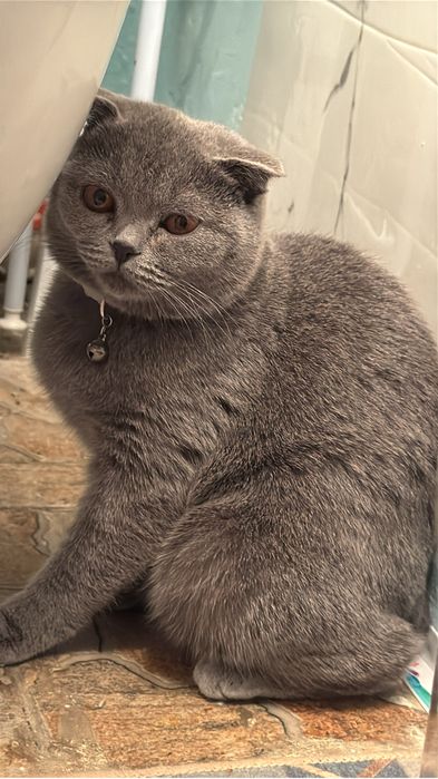 Мысық тегін беріледі