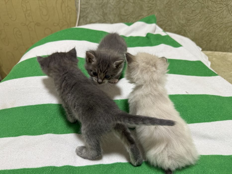 Котята милые ищут дом