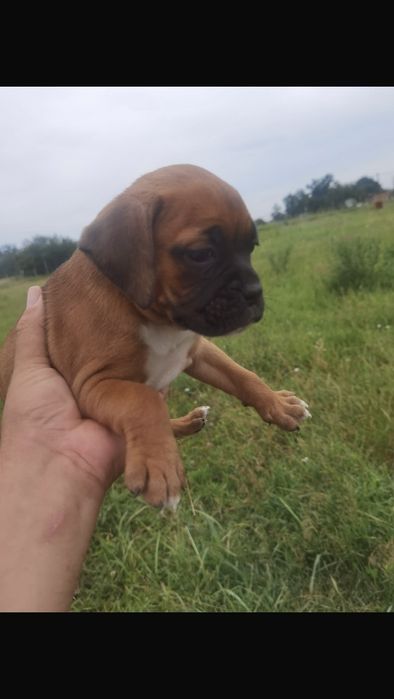 Catel Boxer German