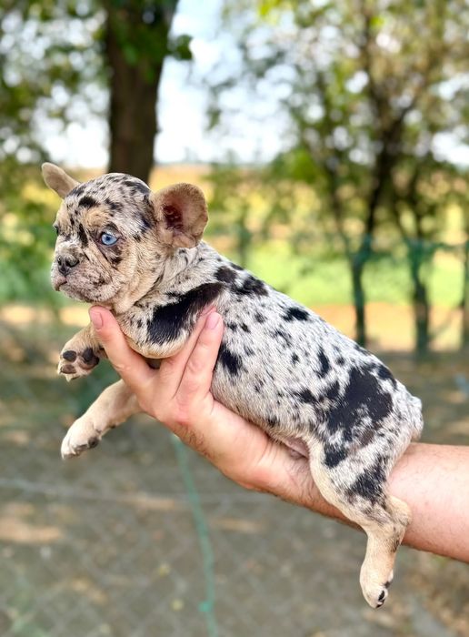 Bulldog francez blue merle băiețel