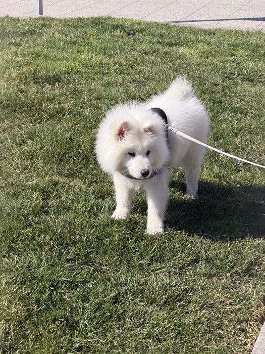 самоед на 3 месеца