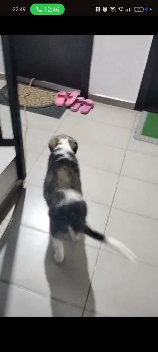 Adopție metis Ciobanesc cățelușa 2 luni Urgent