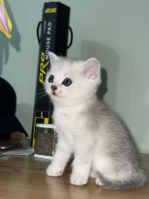 Продается котенки Британский поинт шиншила/ Скоттиш страйт