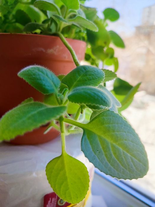 Мята, комнатные растения.