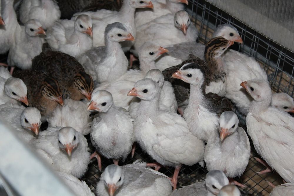 Цесарка микс окрасов