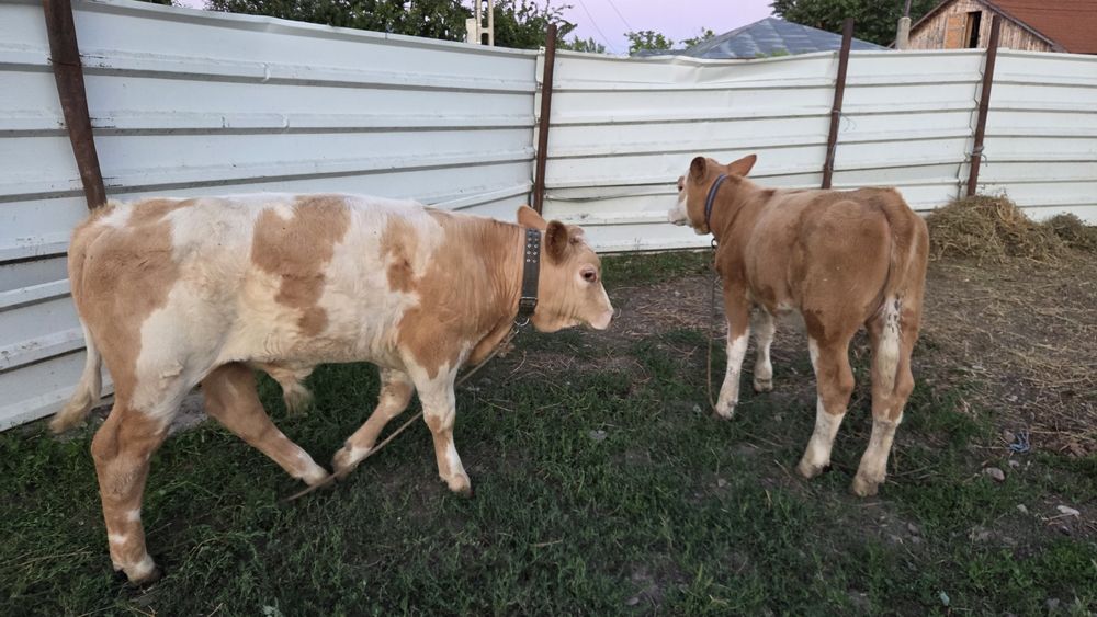 Vând 2 viței,  taur si vitea bălțată românească  de 4 luni. Preț negociabil