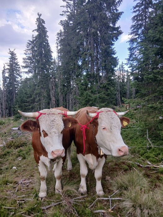 Vind junci buni..