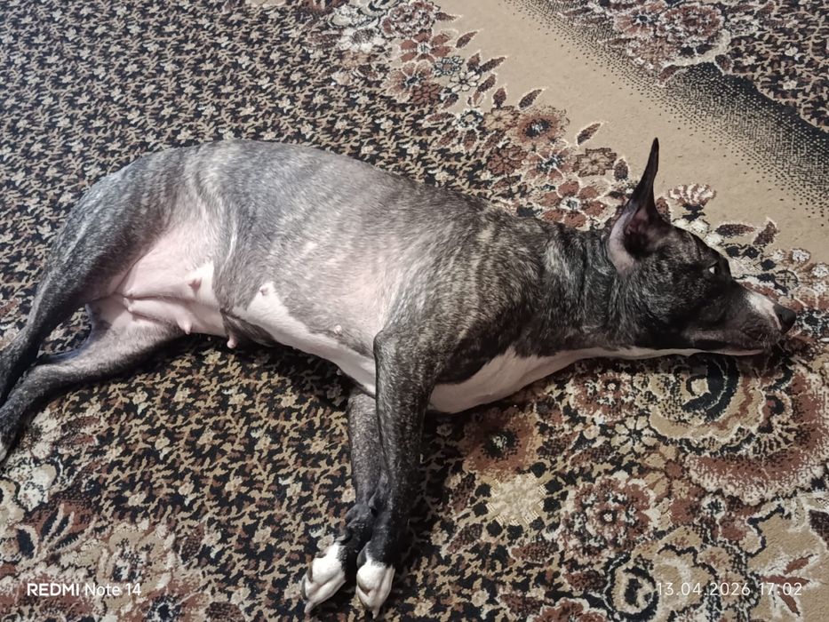 Девочка питьбуль, 2 года