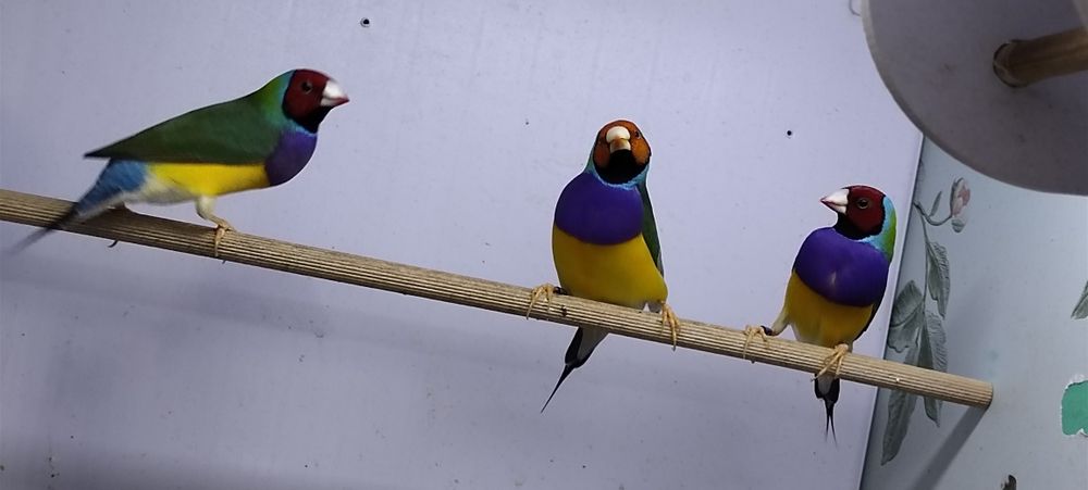 Продаются Амадины Гульда