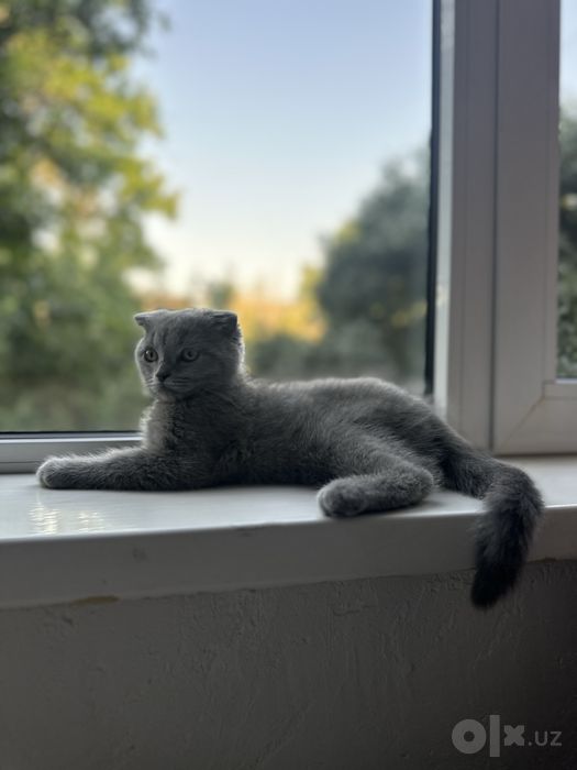 Котенок. Шотландский вислоухий мальчик, 3 месяца