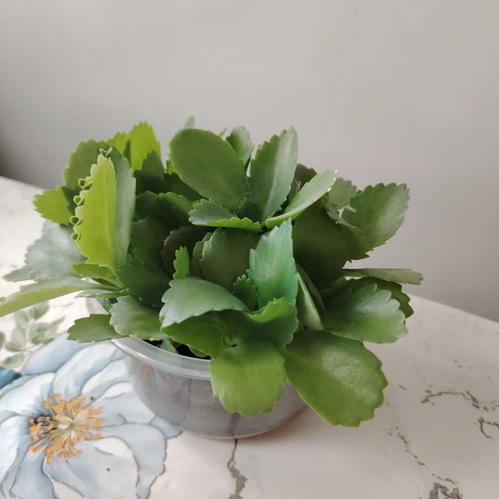 Каланхое лечебное