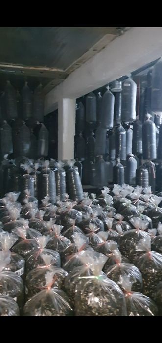 Шемішкенің қабығы (лузга подсолнечника)