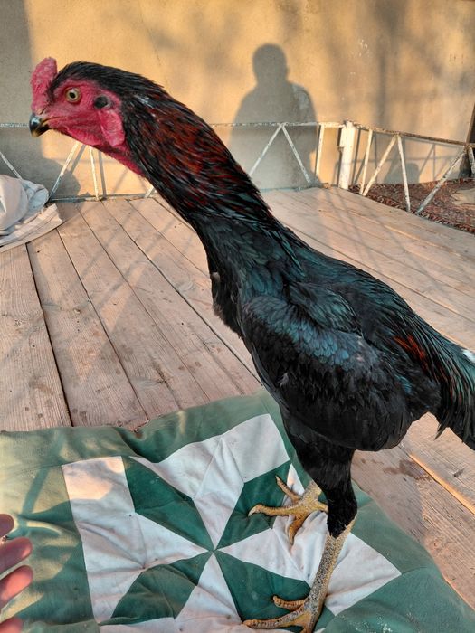 Дакан бойцовый петух