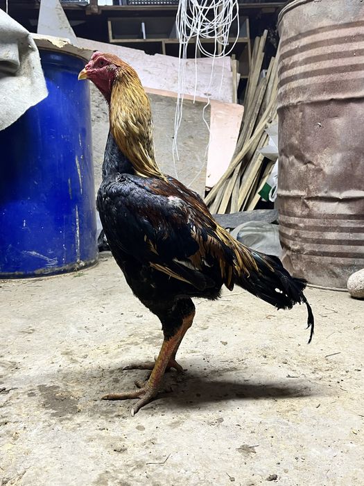 Продам или обмен дакан