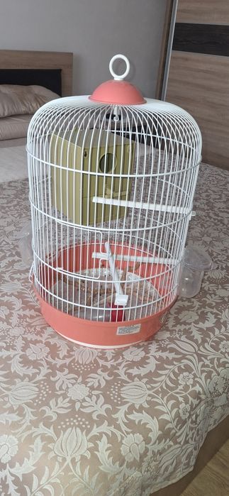 Colivie cusca papagali perusi ca noua