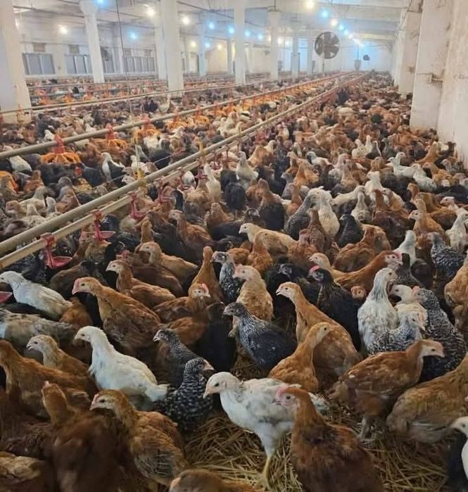 Ferma de pui zburați