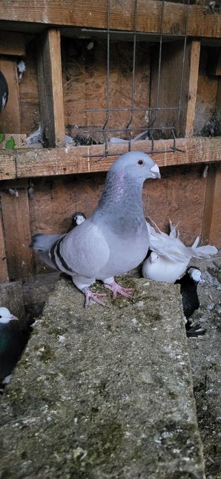 Standard romanesc,Voltați si misirlii