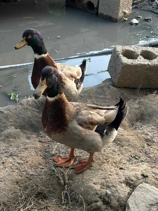 Продаются башкарские утки.