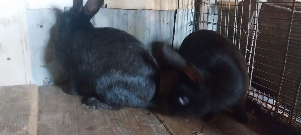 Кролики живьём 5 месяце