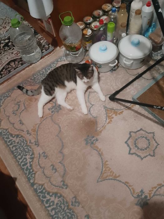 Кот кастрированный