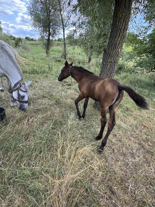 De vanzare manza mai multe detali in privat
