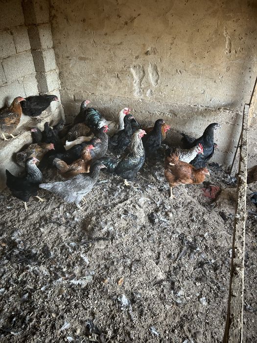 Тауық сатылады келісеміз