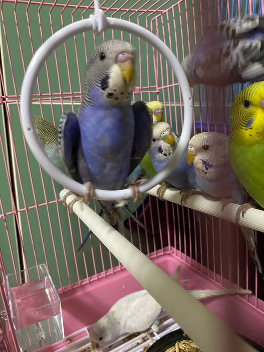 Волнистые попугаи