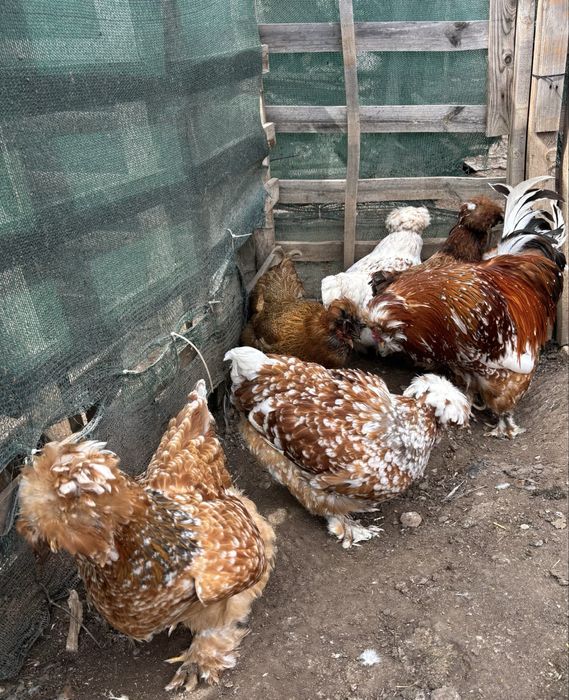 Разплодни яйца от Струмски кокошки