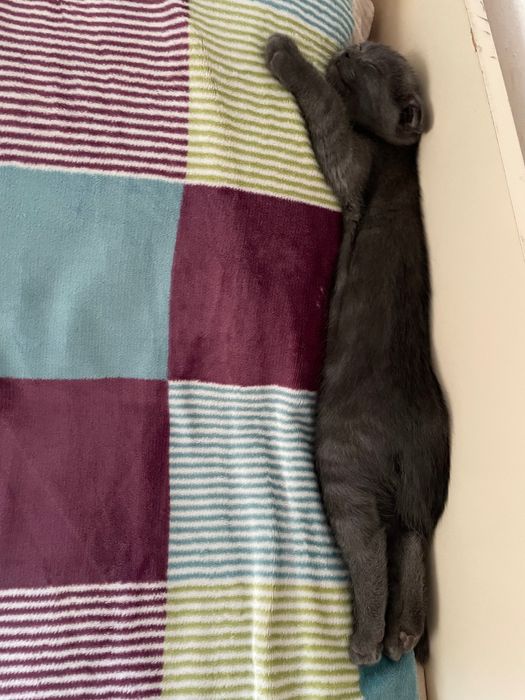 Котенок в добрые руки