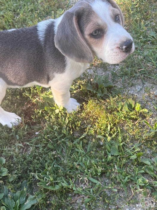 Mascul Beagle blue