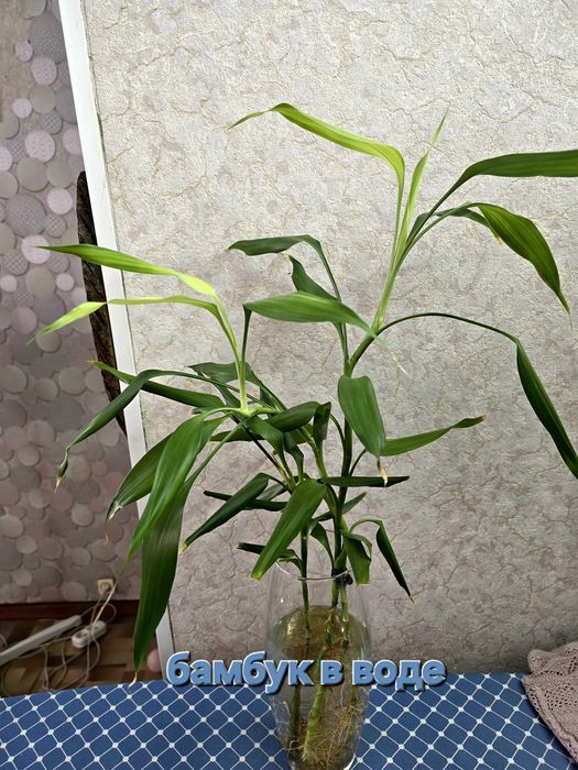 Бамбук. растет в воде