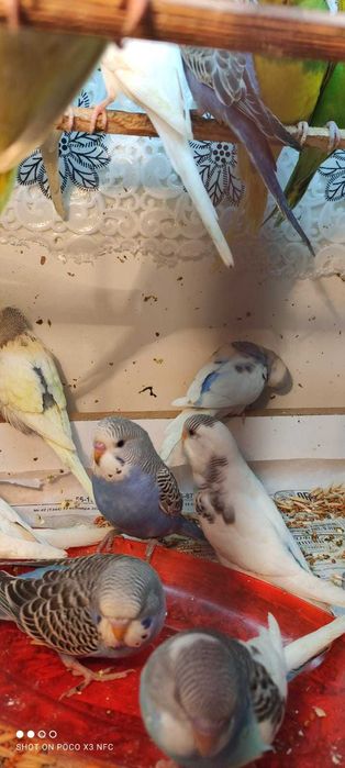 Продам волнистых попугаев