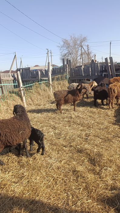 Продам кошкарчиков производителей