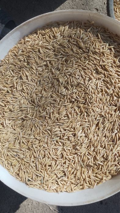 Vand ovaz de semanat