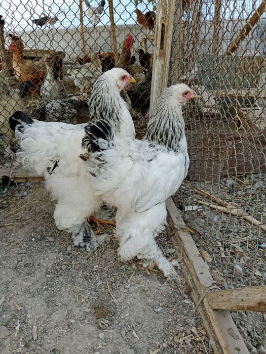 Brama tovuqlar sotiladi