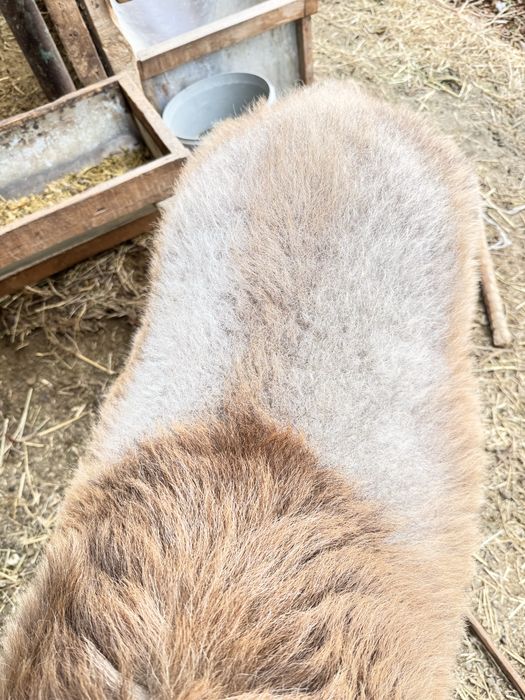 Кучкор билан мода барра сотилади