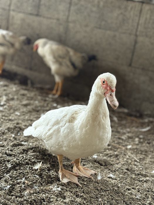 Vand rate leseste, crescute natural