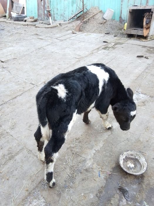 Продам телёнка бычка