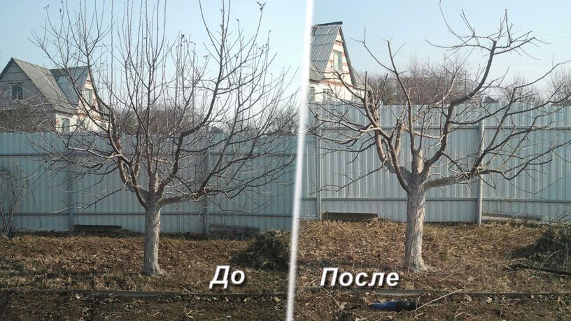 Обрезка деревьев Ағаш кесу