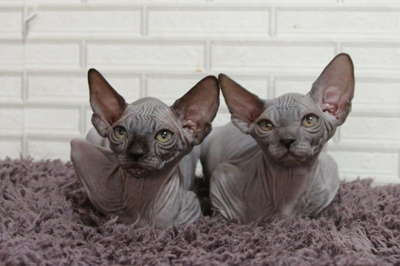 Котята канадского сфинкса
