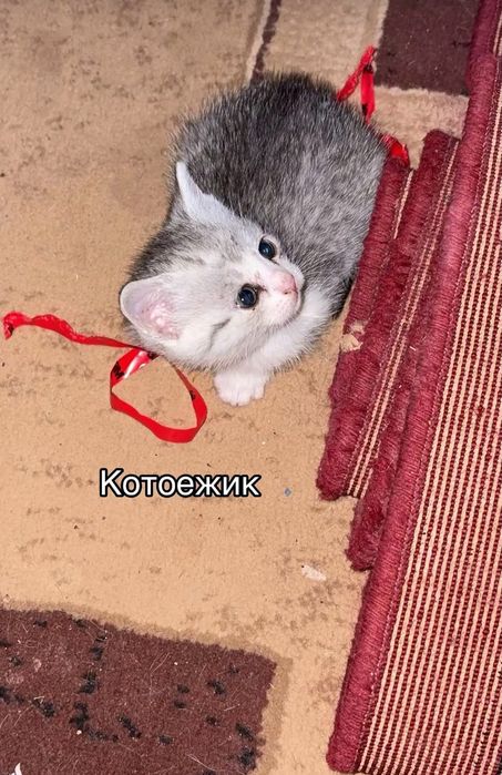 Кошка с котенками
