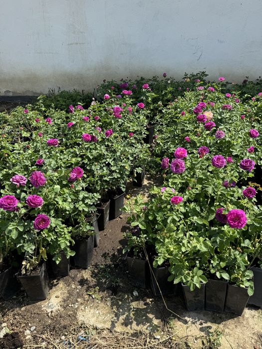 Trandafiri în Ghiveci – Soiuri de Calitate, Direct de la Pepinieră!